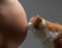 Despiste de Toxoplasmose em gatos – risco de saúde pública em mulheres gestantes