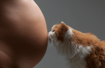 Despiste de Toxoplasmose em gatos – risco de saúde pública em mulheres gestantes